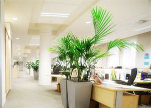 办公室风水植物摆设的6大禁忌有哪些