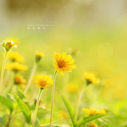 静若繁花