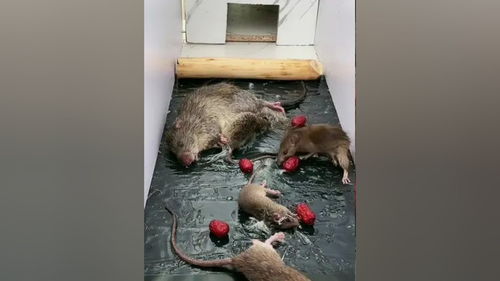 捕鼠神器 老鼠 粘鼠板 抓老鼠 灭鼠方法 老鼠粘 