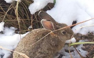 农村山上的野兔子,被五步蛇咬死了,兔肉还能吃吗