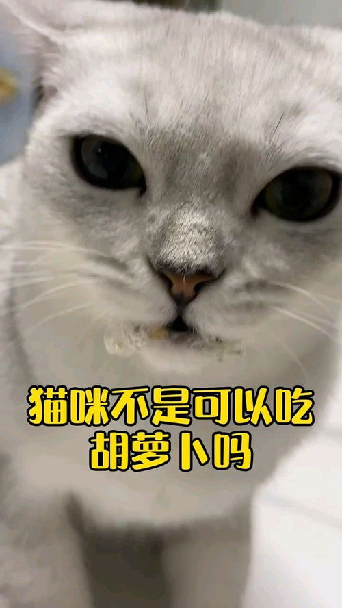 猫咪能吃胡萝卜吗(猫咪能吃胡萝卜吗?)