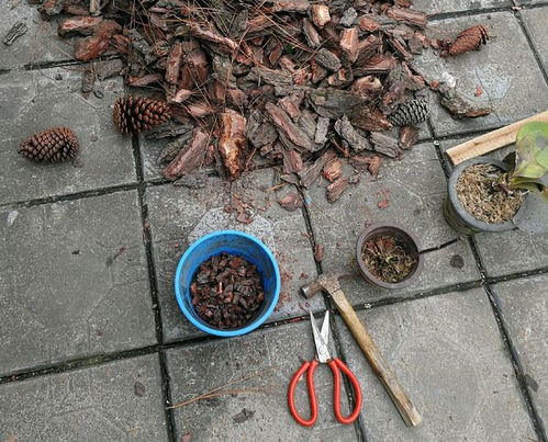 椰砖加松树皮可以养蝴蝶兰吗？