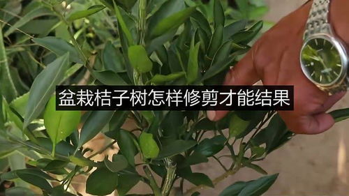盆栽桔子树怎样修剪才能结果 