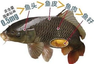 鱼骨十字形的鱼叫什么？