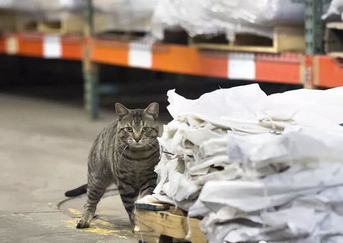 震惊 一男子让流浪猫做事一袋猫粮都不给