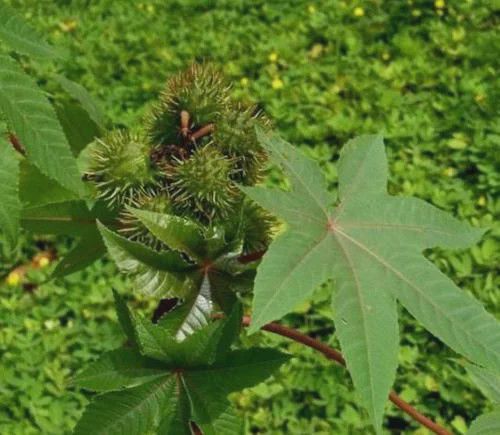 农村一种 大麻子 ,种子能榨油,农民种树卖钱,还是治病药草