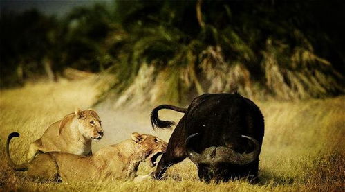 狮子捕食小野牛,80头野牛找狮子报仇,镜头拍下暴揍全过程