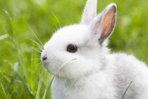 兔子和哪种生肖更配呢 是天生一对,世间绝配,一生无忧