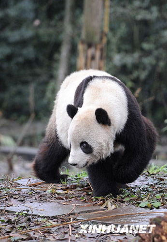 大熊猫 泰山 结束隔离检疫搬入新家 