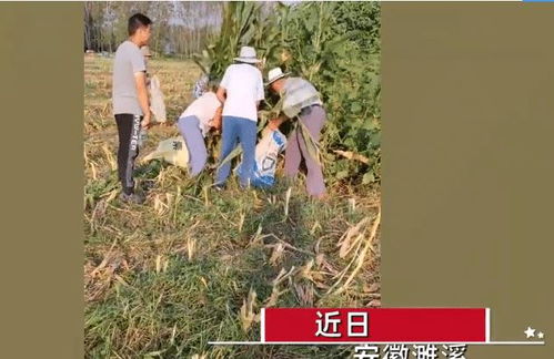 辛苦种玉米却遭数名大爷大妈哄抢,撵都撵不走,目击者 一个不剩