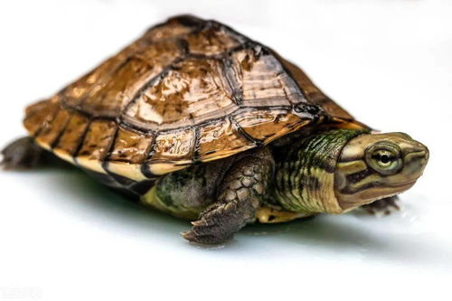 日本石龟,也是水龟,水龟中的游泳健将,你该怎么养