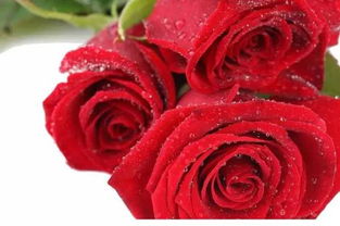 玫瑰醒花的时候要摘掉网套么 玫瑰先打刺还是先醒花
