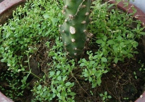 花盆钉螺会啃食植物的根吗(花盆有钉螺对花有害吗)