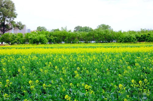 太惊艳 一起去看 家门口 的金色花海