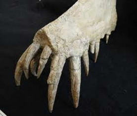 科罗拉多斯翼龙 体型与牙齿的双料冠军 
