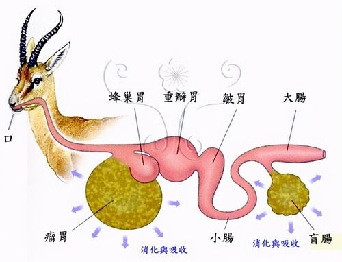 植物蛋白质低,为什么牛只吃草却能挤出来高蛋白的奶