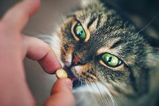 如何给猫喂一个药丸,以及一颗避孕药 