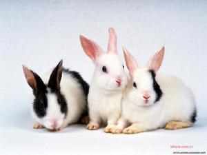 兔子品种图和名称 