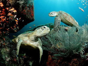 广东湛江416斤大海龟惨遭屠宰,除了谴责我们还能做什么呢