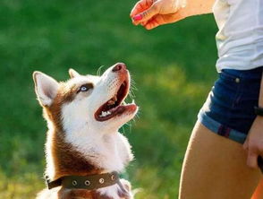 狗狗 笑 不是在表达开心吗 狗狗用什么方式来表达情感