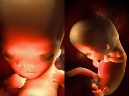 原来胎儿在妈妈肚子里是这样一点一点长大的 好神奇 原来胎儿在妈妈肚子里是这样一点一点长大的 好神奇