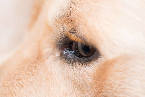 狗狗有泪痕是什么原因造成的 狗狗有泪痕 太影响颜值了