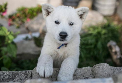 珍岛犬 来自韩国的世界名犬,忠诚 机敏,惹人喜爱