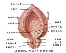 前列腺 360百科 