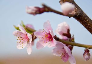 关于桃花的诗句古诗词有哪些