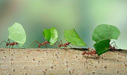 蚂蚁有哪些本领 