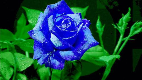 1朵蓝玫瑰代表什么？