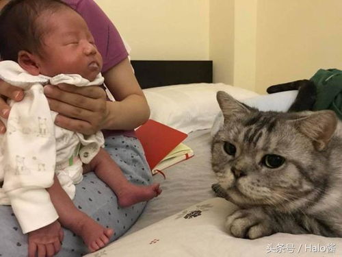 怀孕生小孩就不能养猫 妈咪猫主分享照片证明宝宝可与猫咪共处 