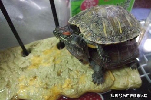 日本草龟是大头龟吗？