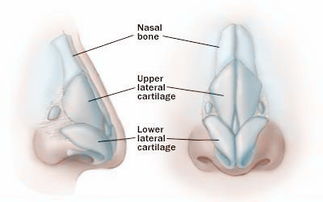 鼻骨 信息图文欣赏 信息村 K0w0m Com