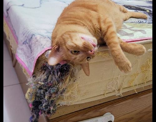 猫咪把床垫抓烂棉花都露出来了,猫 看,这是黑心棉,我立功了 主人 