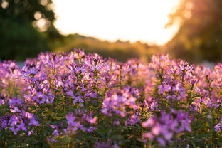 春天的花大自然风景（春天的花 大自然风景）