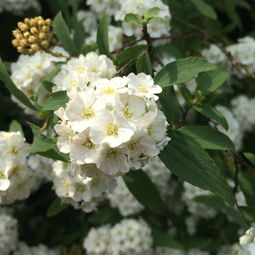 长在树上的白花是什么花