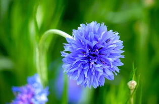 矢车菊的花语是什么,你知道矢车菊的花语和寓意是什么吗？原来它的传说这么美丽
