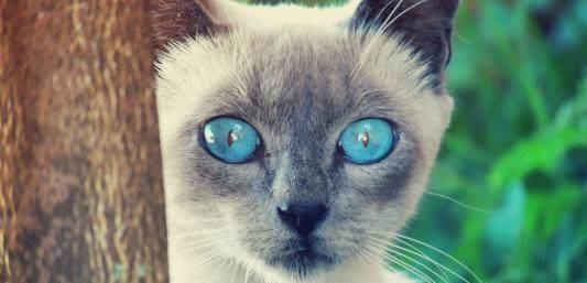 蓝眼睛的猫咪都是聋子