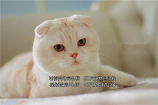图 折耳猫 可信赖的宠物猫舍平台 精品折耳猫 哈尔滨宠物猫 哈尔滨列表网 