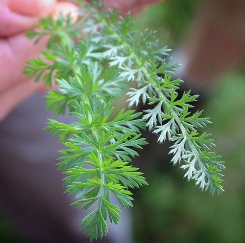 能算命的神草,用它插花要靠意念