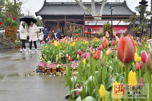 西湖迎春花展万花争艳 名贵兰花等你来取名 