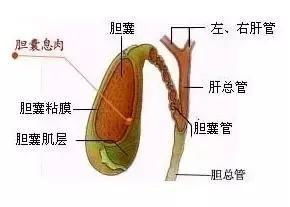 张一山患有胆囊息肉了,他会保胆还是割胆 让专家来给你讲解 