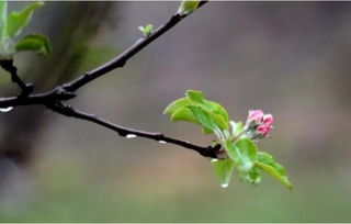 苹果树花芽与叶芽图片 搜狗图片搜索