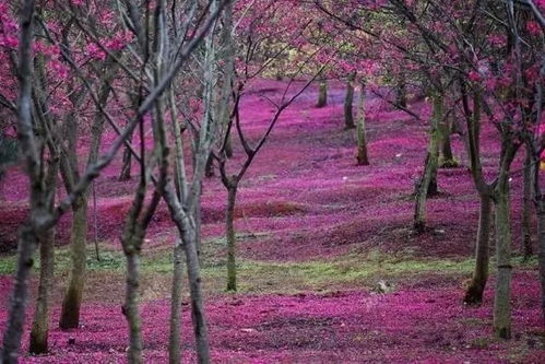 1月26日 年初二 行摄云冰山云海冰挂 风车群 高椅岭丹霞奇观 赏南国最美樱花自驾三天