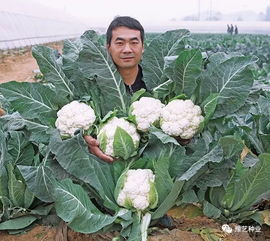 实花 松花 绿花 早熟 中熟 晚熟,齐了