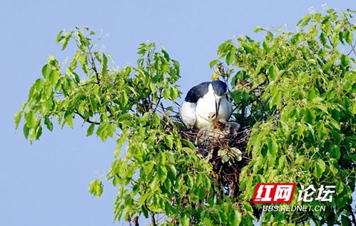 镜头记录鸟类的母爱 网友 万物有灵,向每一位伟大的母亲致敬