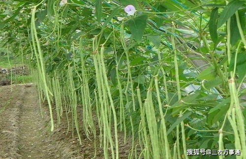 豆角种植的时间与方法,农民掌握以下要点,收获高产优质豆角