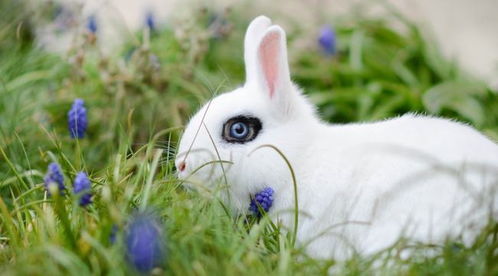 兔子是不是能吃西兰花
