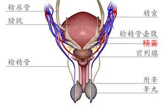 精囊炎会有哪些症状出现